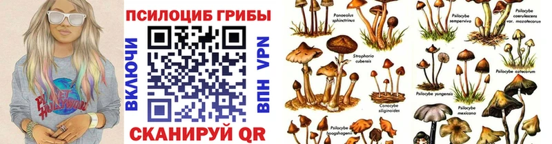 закладка  Тимашёвск  Галлюциногенные грибы прущие грибы 
